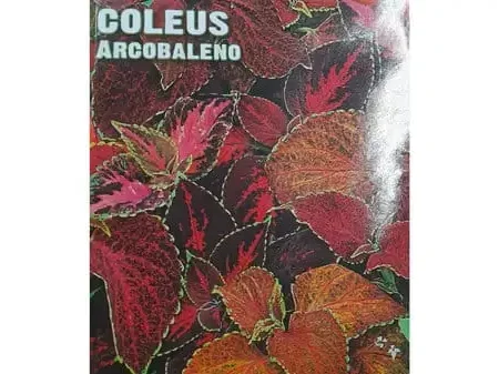 Coleus Arcobaleno Seeds