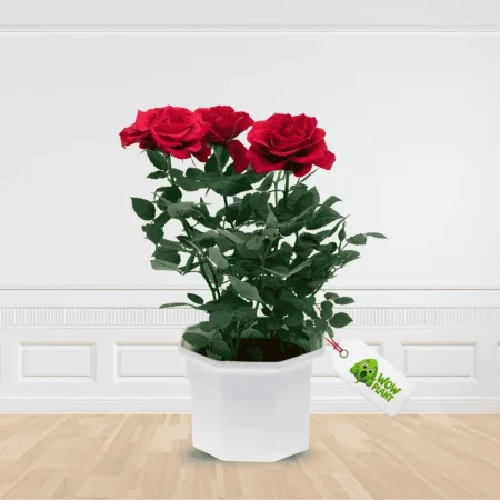 Garden Rose