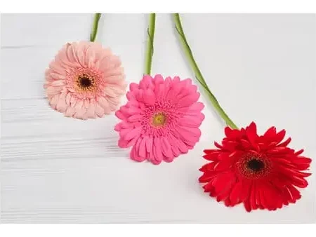 Gerbera Stem