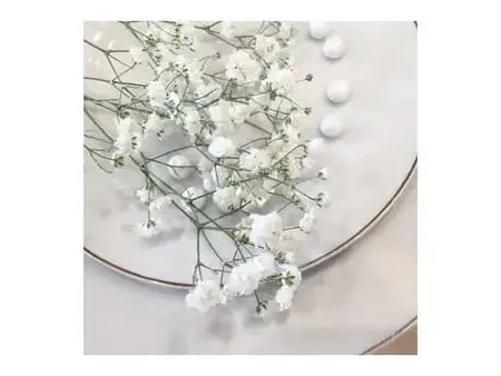 Gypsophilia Stem