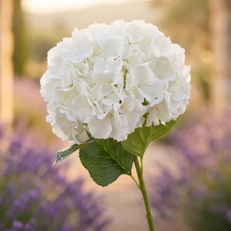 Hydrangea Flower