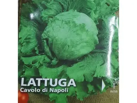Lattuga Cavolo Seeds