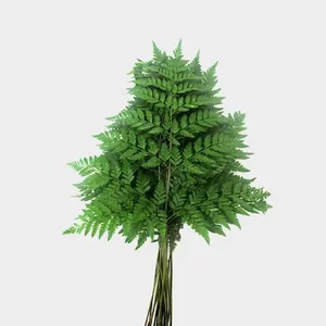 Leather Fern Stem