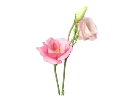 Lisianthus Spray Stem