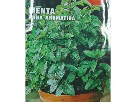 Menta Seeds