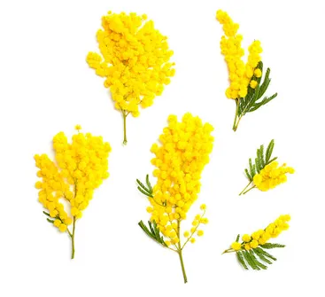 Mimosa Stem