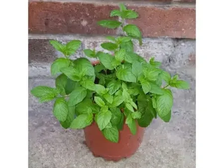 Mint - NagNieg