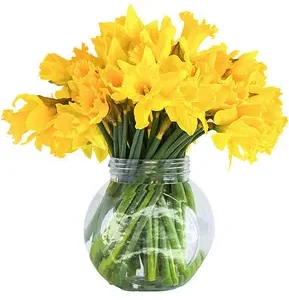 Narcissus