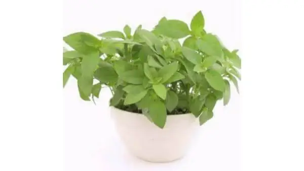Oregano - Origano