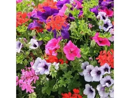 Petunia