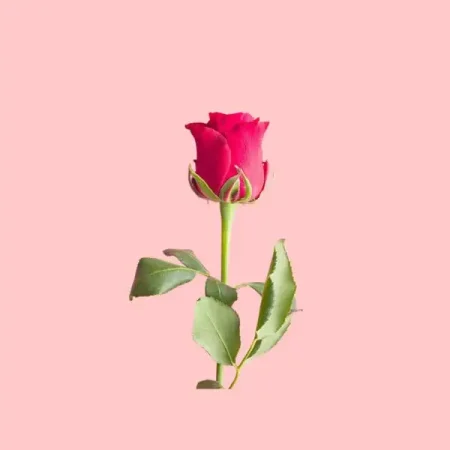 Pink for You