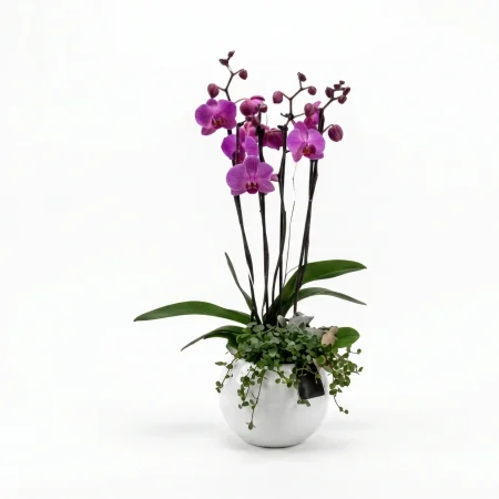 Potted Orchid