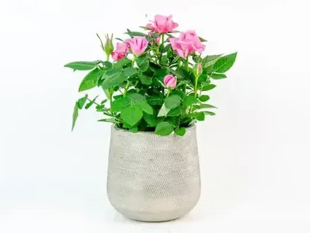 Rose Plant