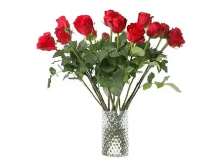 Roses long Stem