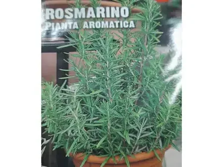 Rosmarino Seeds
