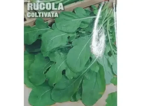 Rucola Seeds