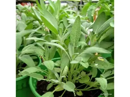 Sage-Salvia