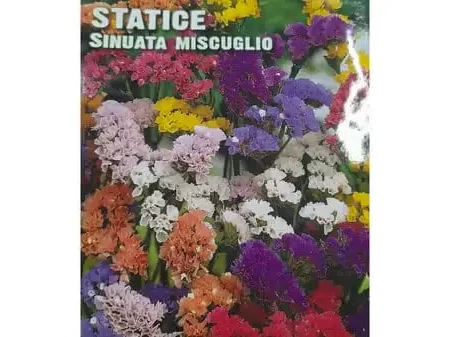 Statice Sinuata Miscuglio Seeds