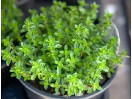 Thyme - Sagtar