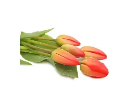 Tulip Stem