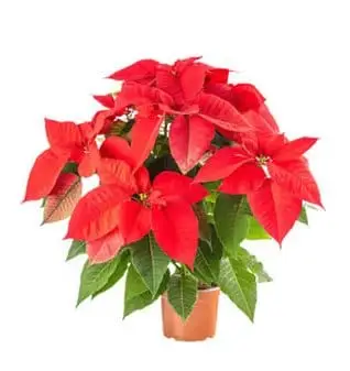 Fresh Pionsetta Plant Small