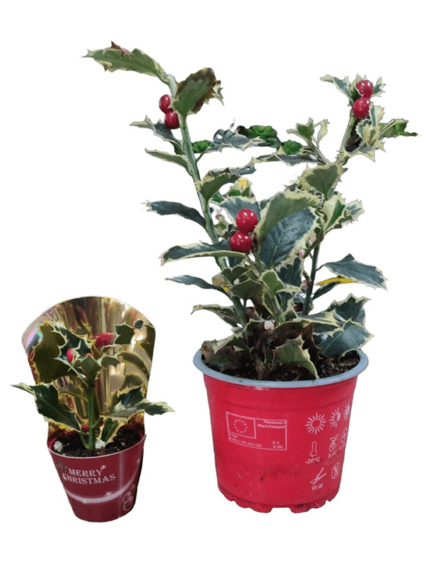 Ilex Holly Plant