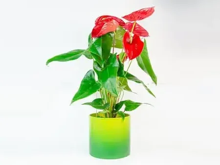 Anthurium Large
