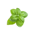 Herbs