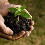 Plant Care Essentials
